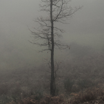 The Secret Kingdom II